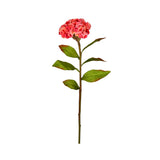 Celosia Stem 24"