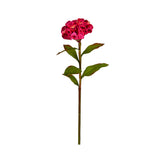 Celosia Stem 24"