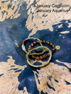 Zodiac Starter Stack
